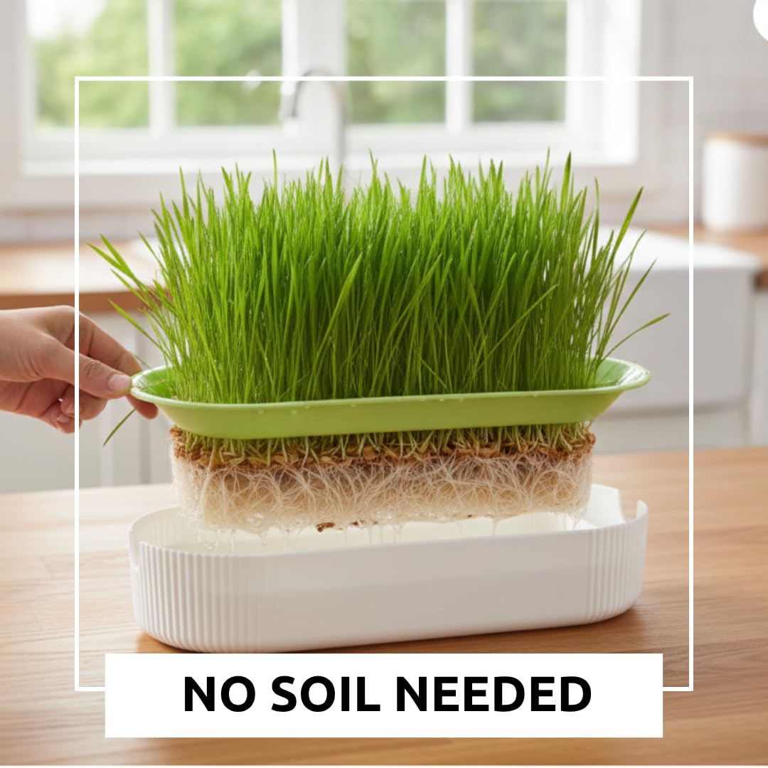 Hydroponic Cat Grass Grow Kit with 2 Oz Non-GMO Seeds X1007