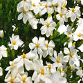 White Flowering Gardenia Shrub 1 Gallon Potted U151058