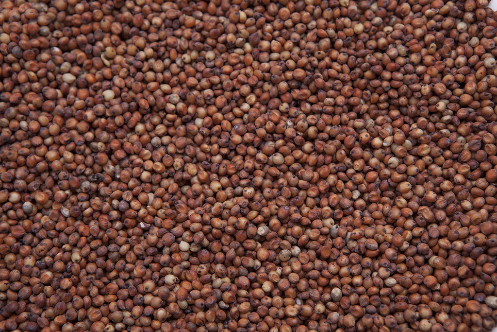 Red Milo Grain Sorghum T5769