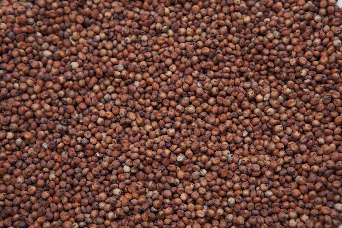 Red Milo Grain Sorghum T5769